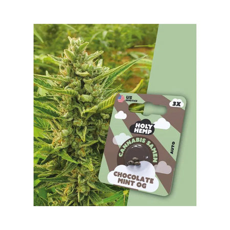 Auto Flowering THC Cannabissamen - Chocolate Mint OG - 3 Samen Hanfsamen HOLY HEMP