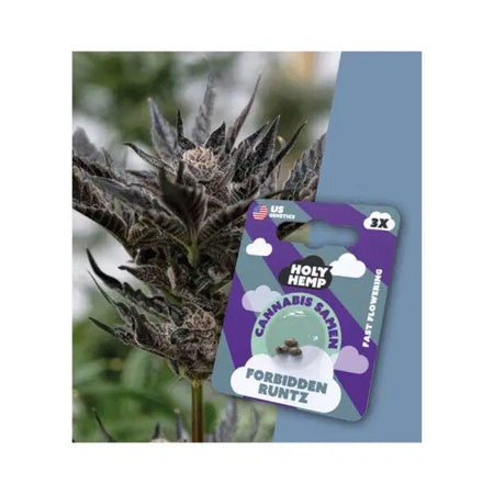 Fast Season THC Cannabissamen - Forbidden Runtz - 3 Samen Hanfsamen HOLY HEMP