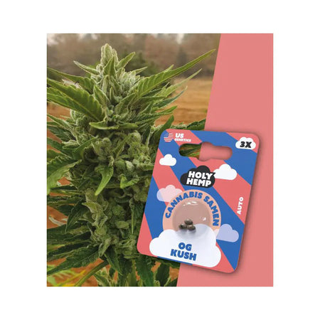 Auto Flowering THC Cannabissamen - OG Kush - 3 Samen Hanfsamen HOLY HEMP