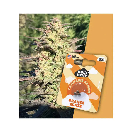 Full Season THC Cannabissamen - Orange Glaze - 3 Samen Hanfsamen HOLY HEMP