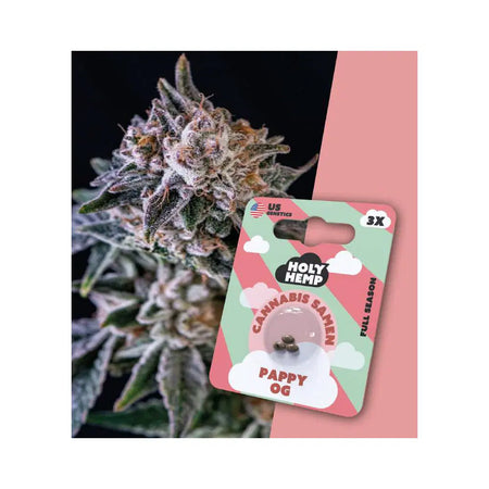 Full Season THC Cannabissamen - Pappy OG - 3 Samen Hanfsamen HOLY HEMP