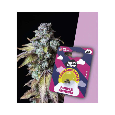 Auto Flowering THC Cannabissamen - Purple Amnesia - 3 Samen Hanfsamen HOLY HEMP