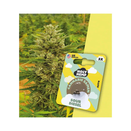 Auto Flowering THC Cannabissamen - Sour Diesel - 3 Samen Hanfsamen HOLY HEMP