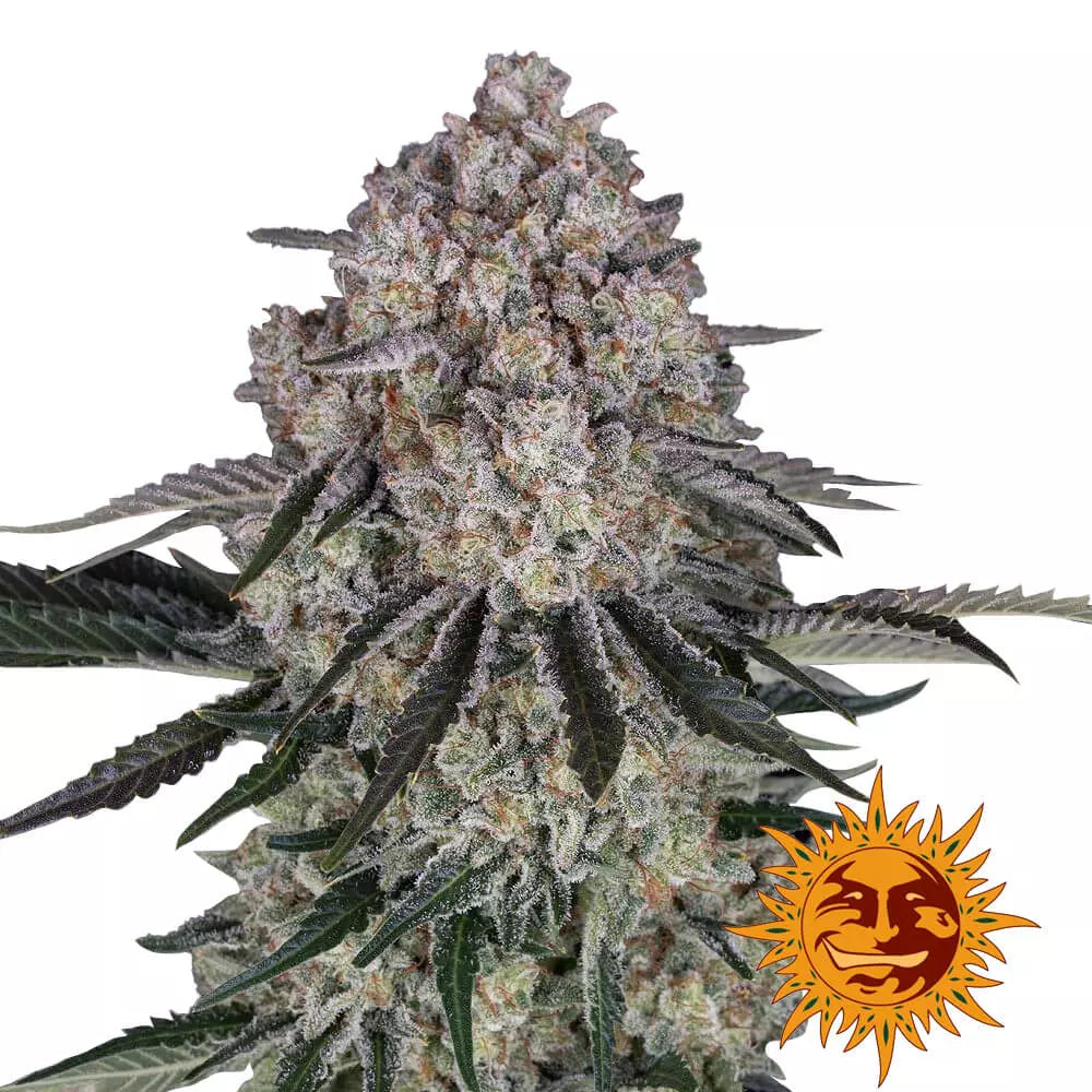 Auto Flowering THC Cannabissamen | Sour Diesel Barneys Farm