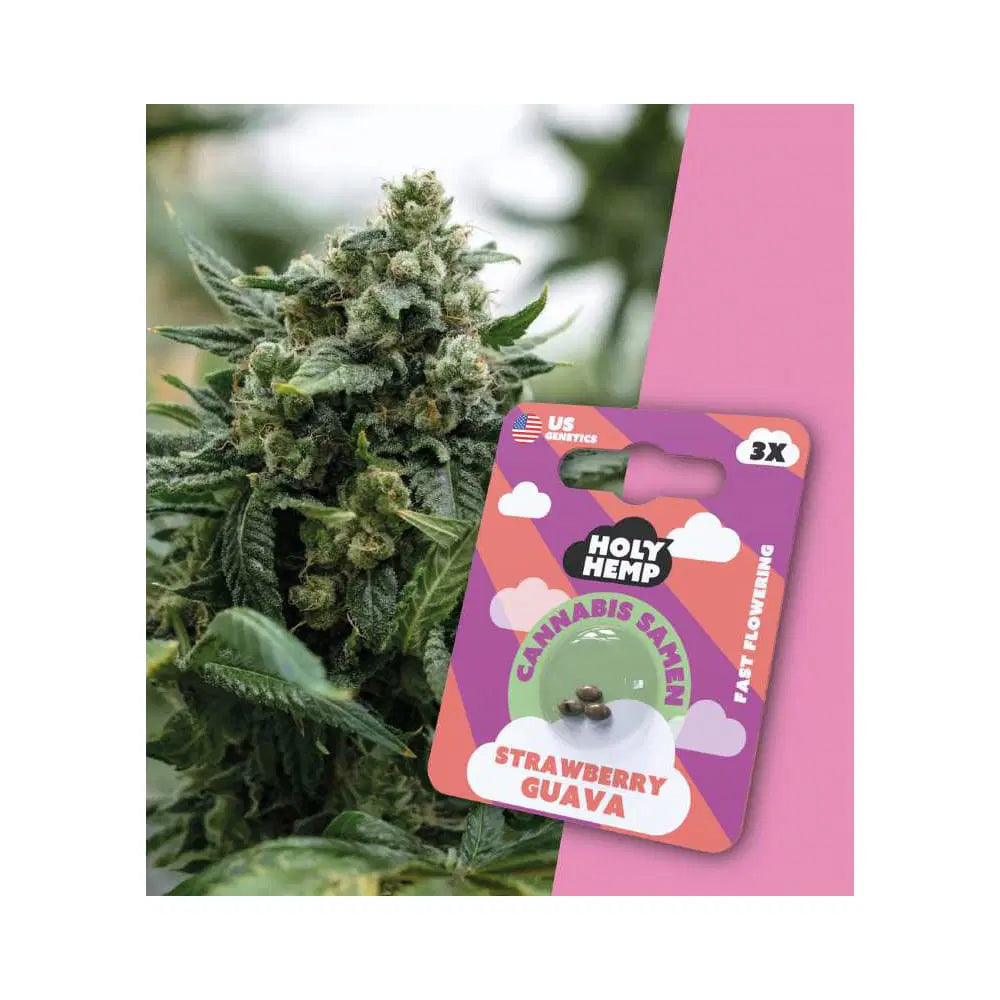 Fast Season THC Cannabissamen - Strawberry Guava - 3 Samen Hanfsamen HOLY HEMP