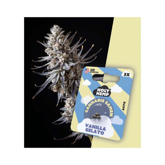 Auto Flowering THC Cannabissamen - Vanilla Gelato - 3 Samen