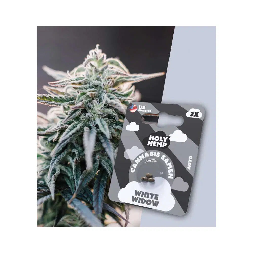 Auto Flowering THC Cannabissamen - White Widow - 3 Samen Hanfsamen HOLY HEMP