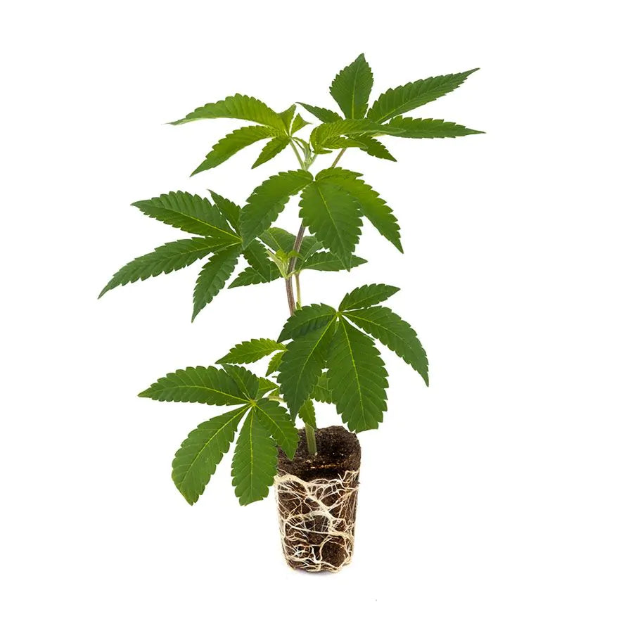 THC Steckling | Ak 47 - Photoperiodisch Hanfgarten