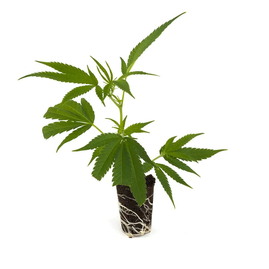 THC Steckling | Amnesia Haze Core Cut - Photoperiodisch Hanfgarten