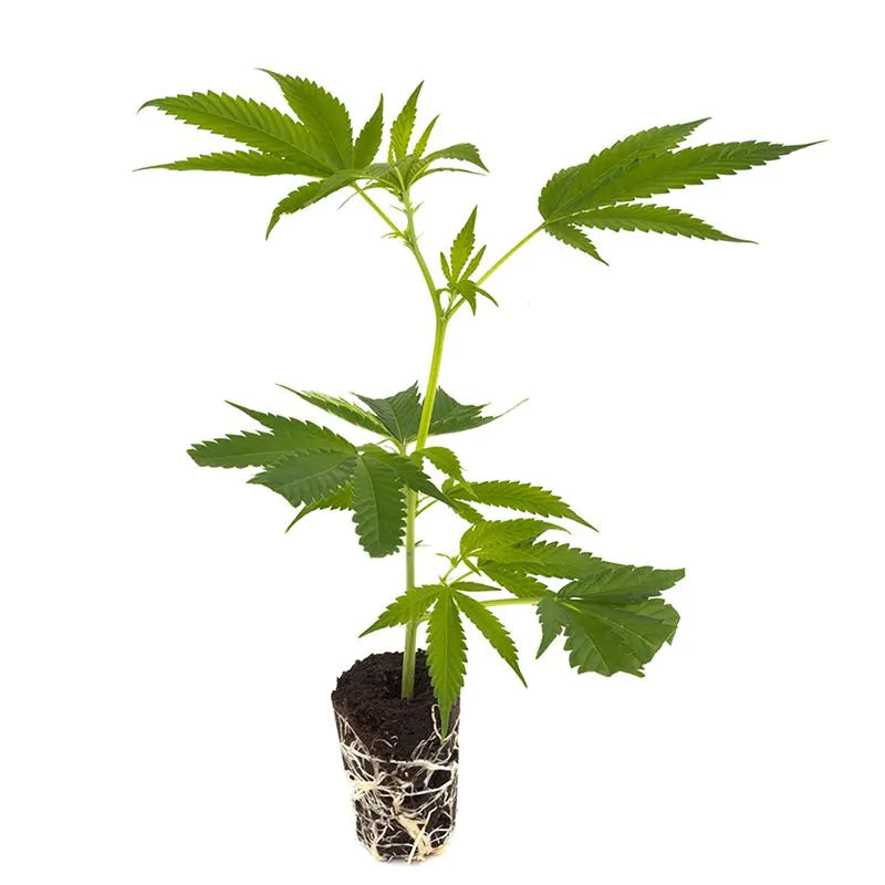 THC Steckling | Big Bud - Photoperiodisch Sensi Seeds