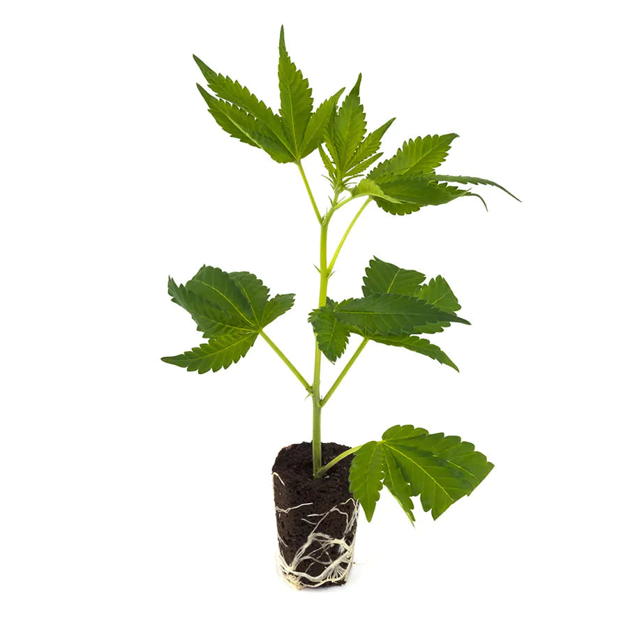 THC Steckling | Blueberry - Photoperiodisch Hanfgarten