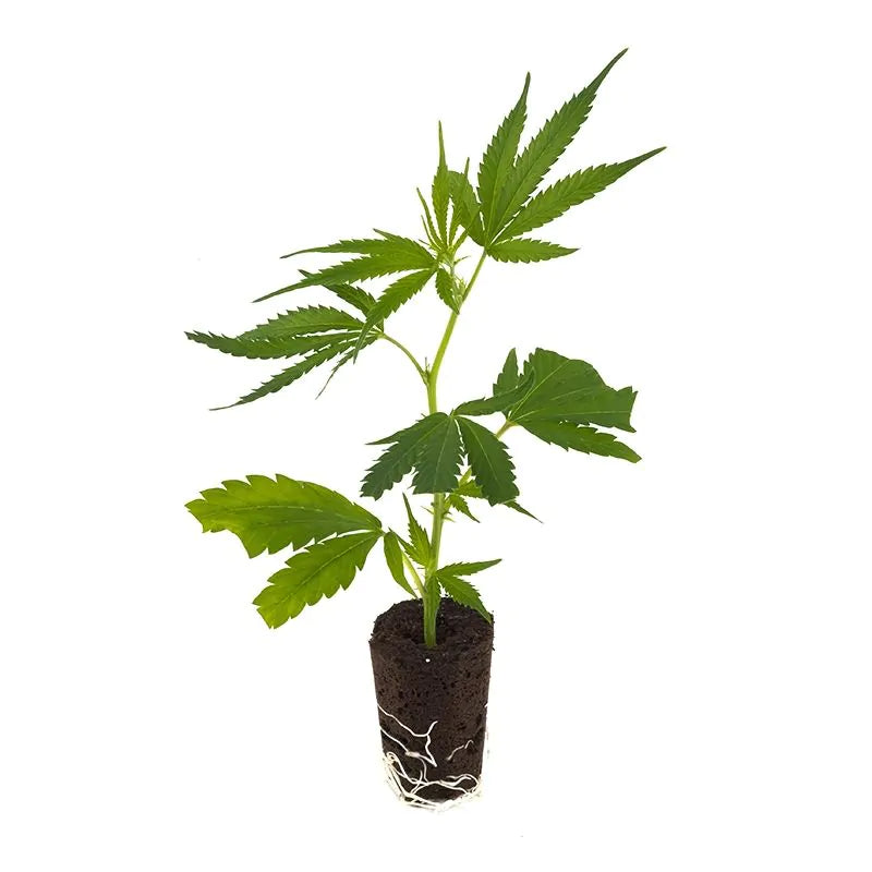 THC Steckling | Bruce Banner - Photoperiodisch Dark Horse Genetics