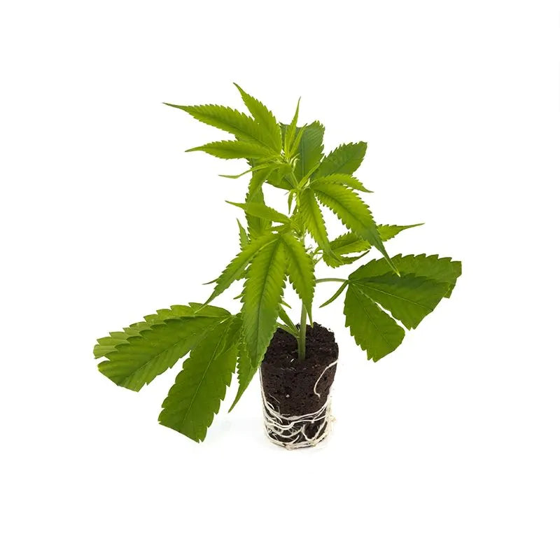 THC Steckling | Cannalope Haze - Photoperiodisch DNA Genetics