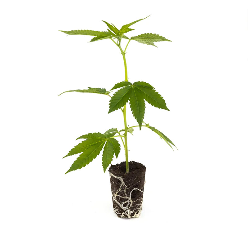 THC Steckling | Critical Kush - Photoperiodisch Barneys Farm