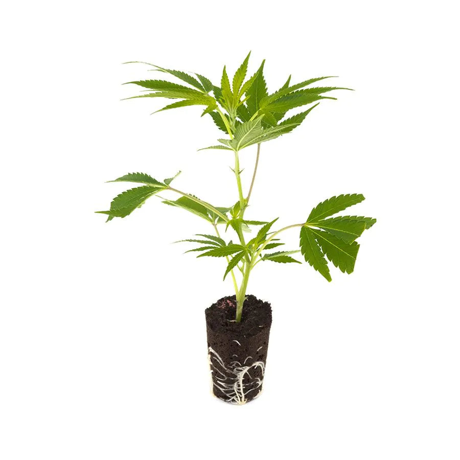 THC Steckling | Critical 2.0 - Photoperiodisch Dinafem