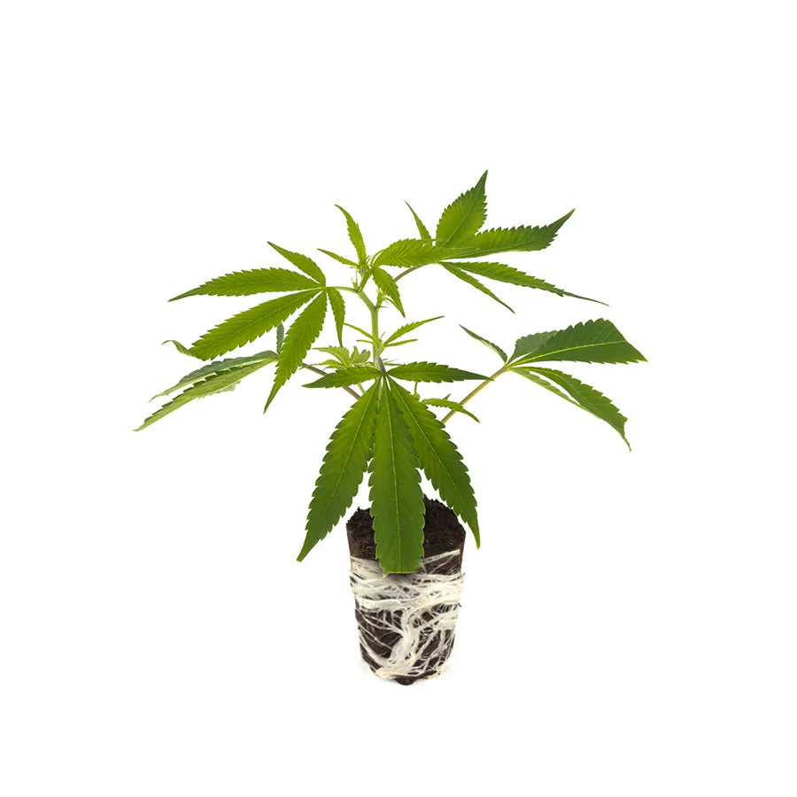 THC Steckling | Gelato #45 - Photoperiodisch Barneys Farm