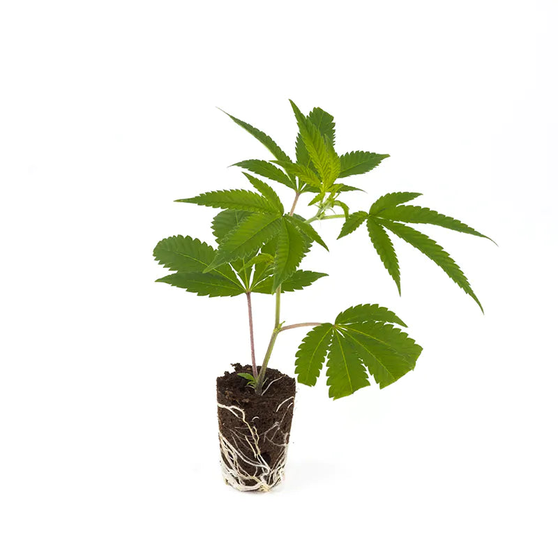 THC Steckling | Gorilla Zkittlez - Photoperiodisch Barneys Farm