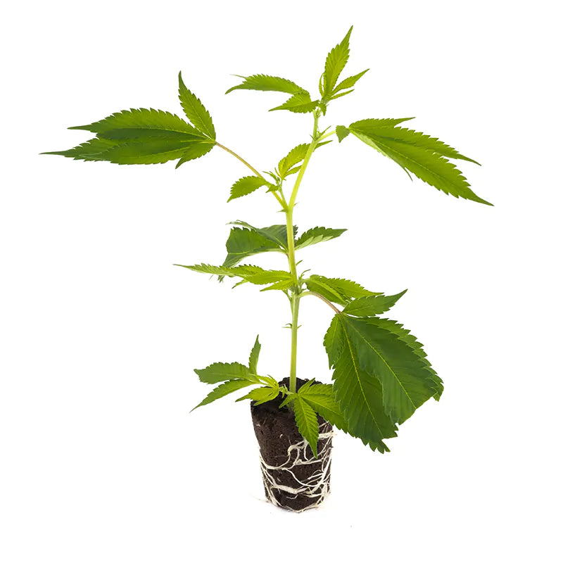 THC Steckling | Mimosa EVO - Photoperiodisch Barneys Farm