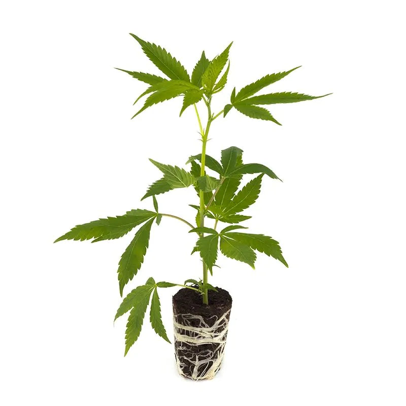 THC Steckling | Mr. Good Chem - Photoperiodisch Dinafem