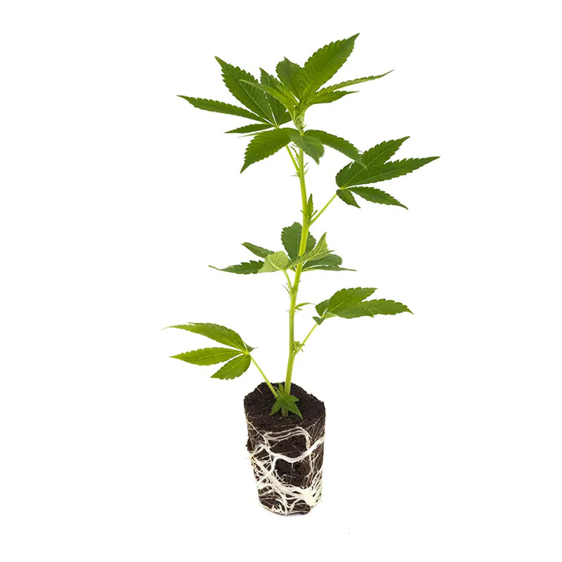 THC Steckling | Super Lemon Haze - Photoperiodisch Greenhouse Seeds