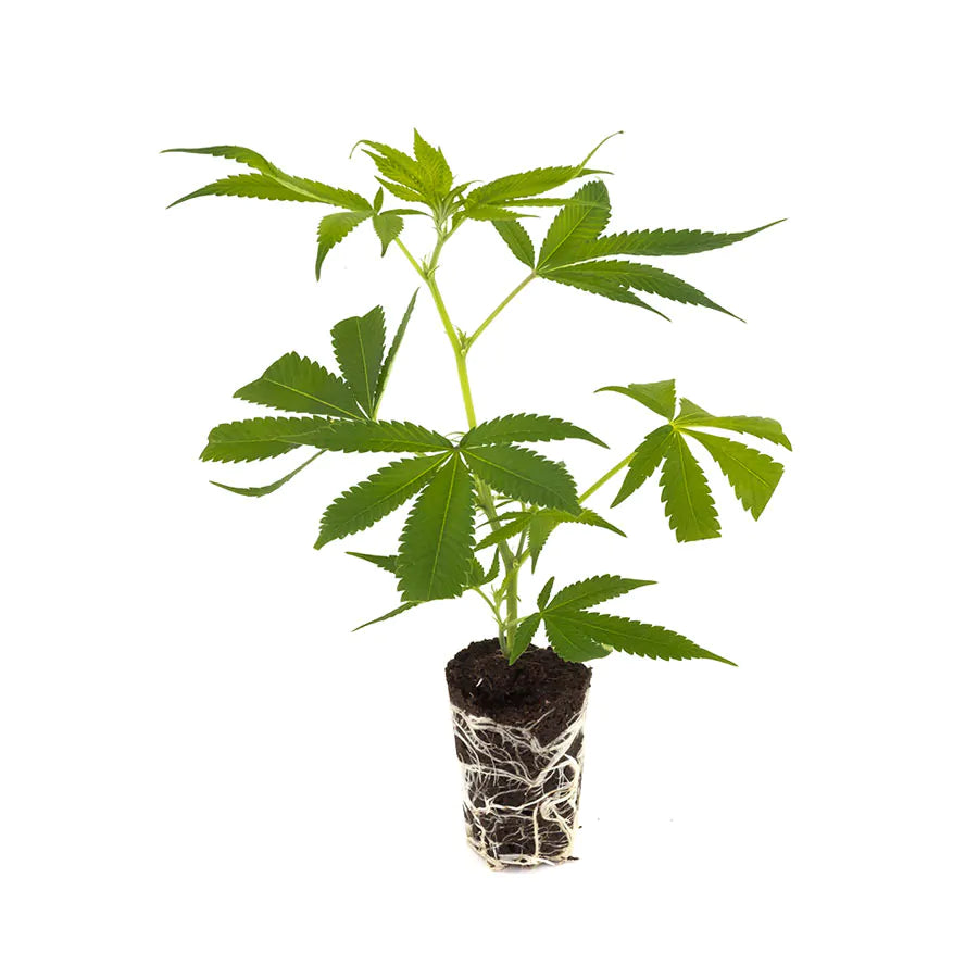 THC Steckling | Wedding Cake - Photoperiodisch Barneys Farm