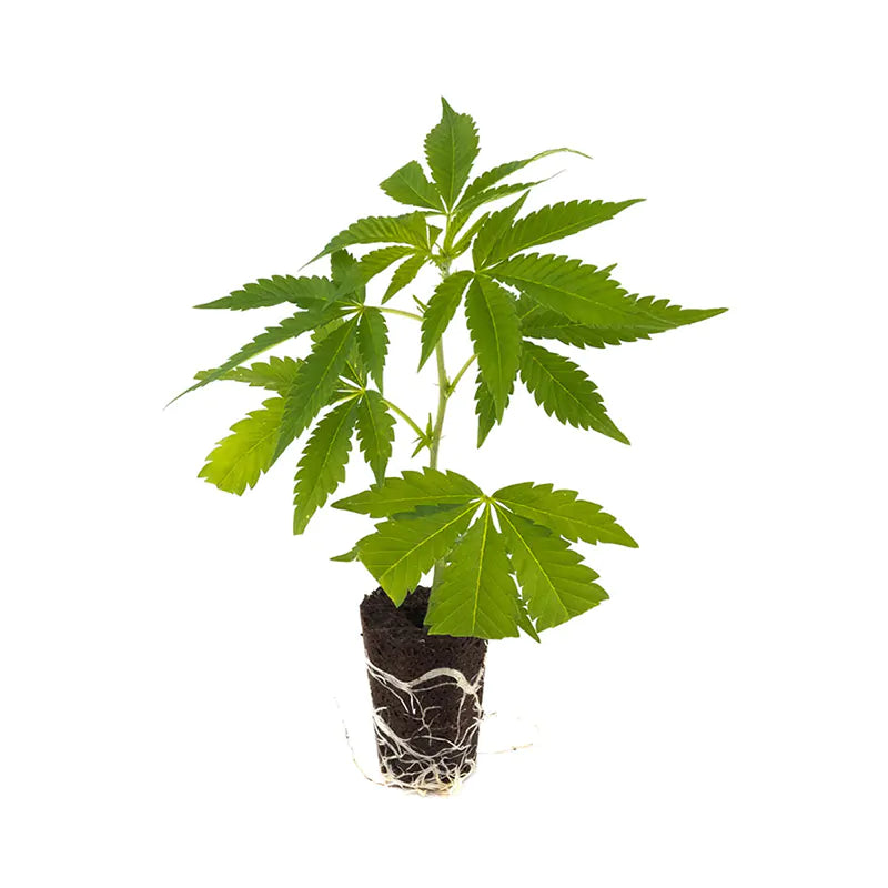 THC Steckling | White Widow XXL - Photoperiodisch Barneys Farm